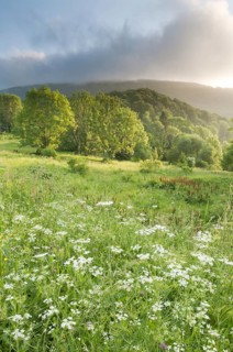 View of montane meadow and forest habitat at sunrise