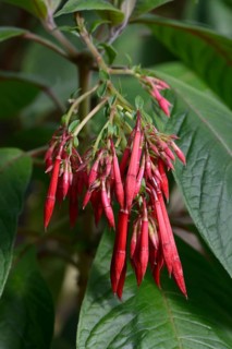 Bolivian Fuchsia