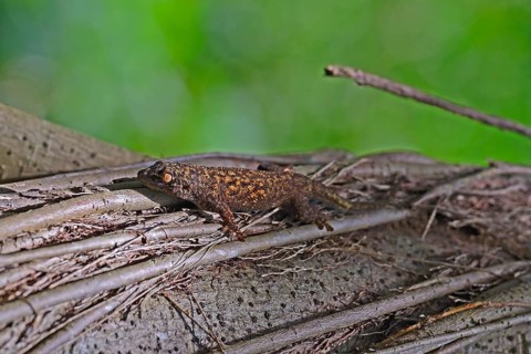 Seychelles bronze gecko