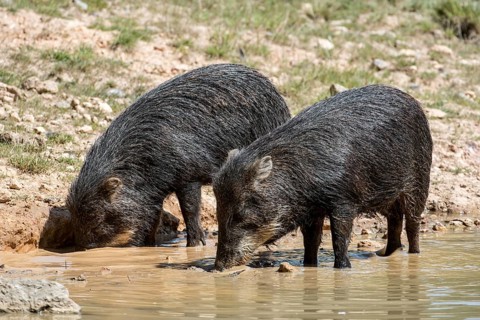 Two white-lipped peccary