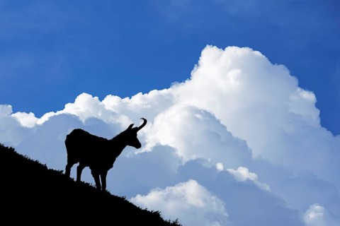 Chamois