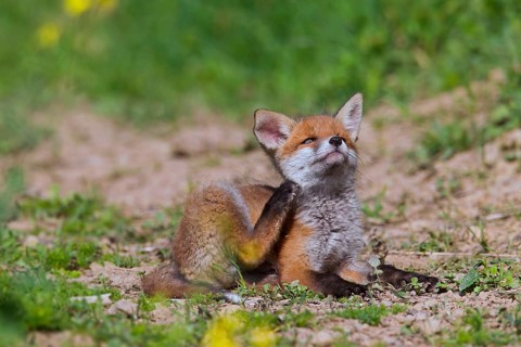 Red fox