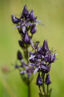 Marsh gentian
