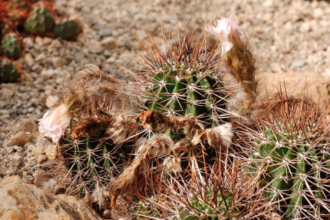 Echinopsis aurea