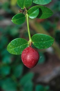 Karanda plum