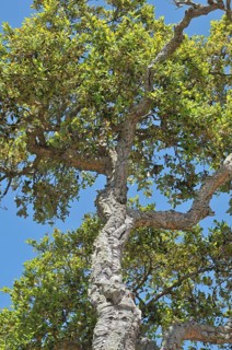 Cork oak