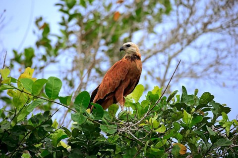 Black-collared hawk