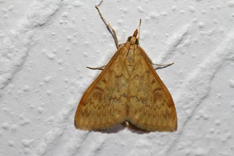 Corn worm