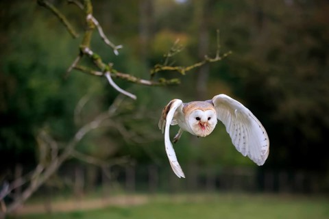 Barn Owl
