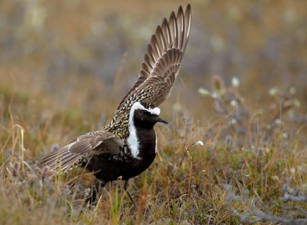 American golden plover
