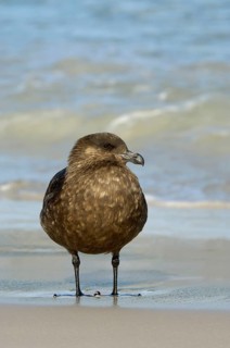 Stercorarius antarctica