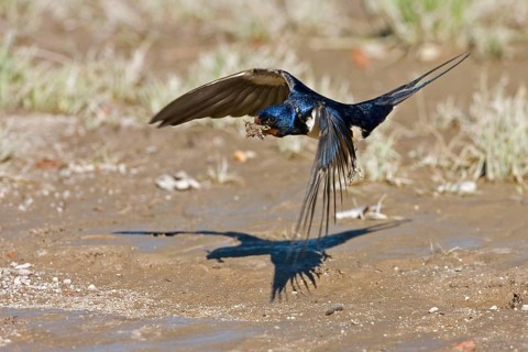 Barn Swallow