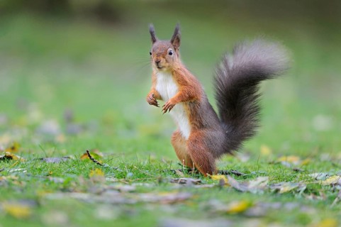 Eurasian red squirrel
