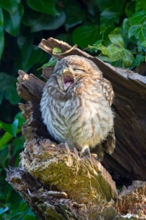 Little Owl