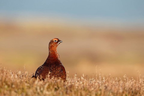 Red Grouse