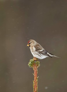 Arctic Redpoll