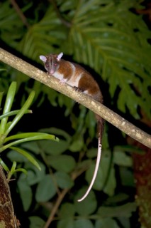 Derby's Woolly derby's woolly opossum
