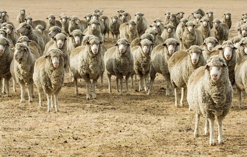 Indigenous sheep