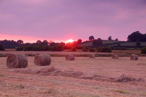 Round hay bales from harvested wild grass fields at sunset