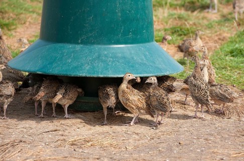 Gamebird farming