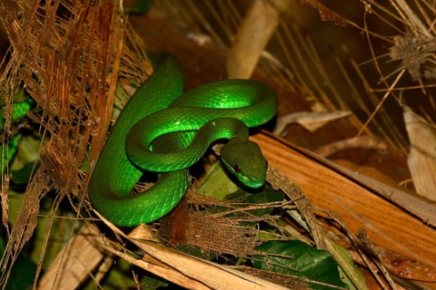 White-lipped Pitviper
