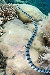 Adder flat-tail
