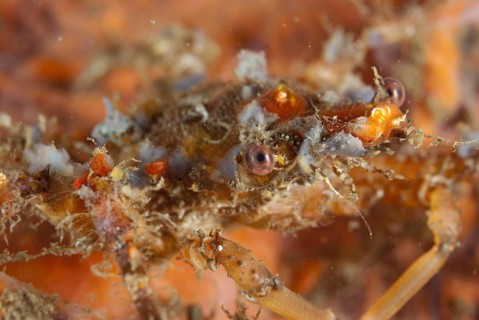 Decorator crab