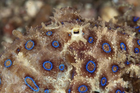 Greater Blue-ringed Octopus