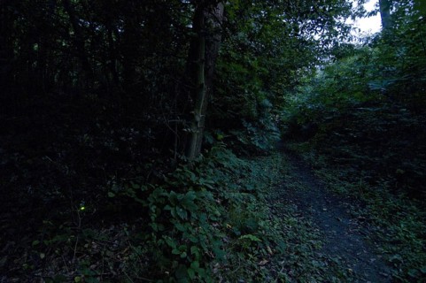 Common Glow-worm