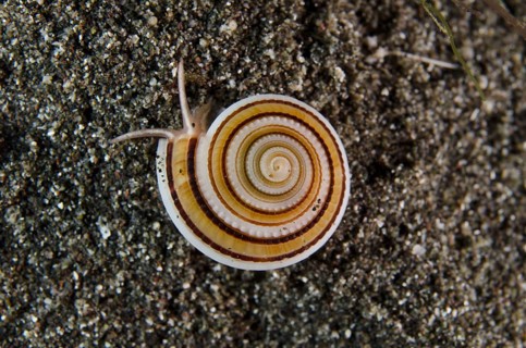 Sundial Snail