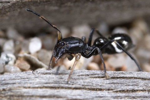 Ant-like Jumping Spider