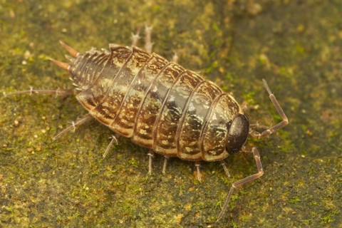 Common Striped Woodlouse