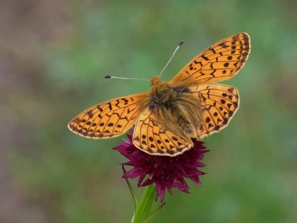Adult shepherd's fritillary