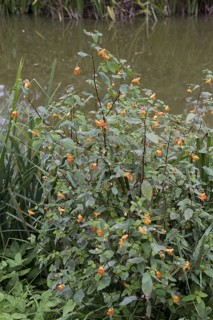 Orange balsam
