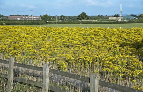 Common ragwort