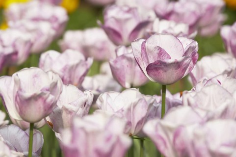 Tulip