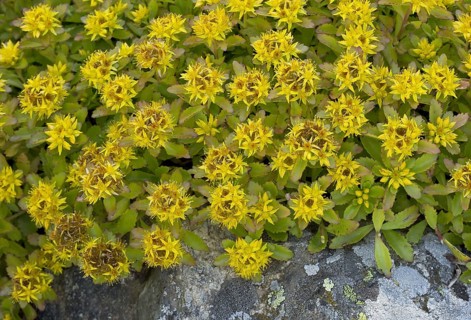 Kamchatka Stonecrop flowering