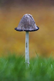 Shaggy Ink Cap