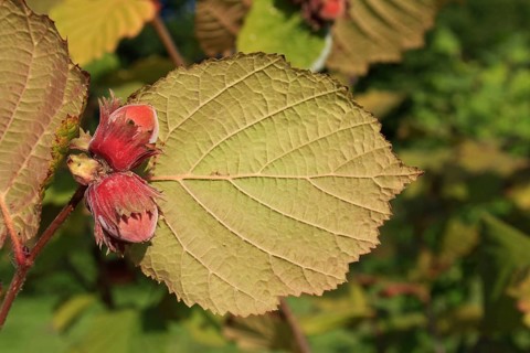 Common common hazel