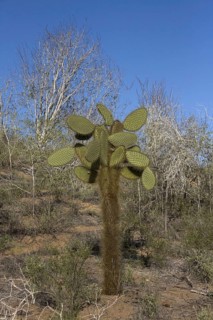 Giant Prickly Pear Cactus on Santa Cruz Island at Dragon Mountain