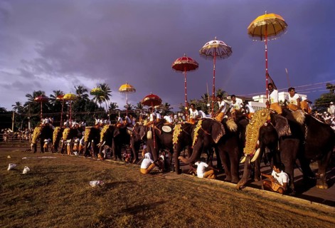 101 elephant