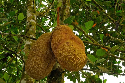 Jackfruit tree
