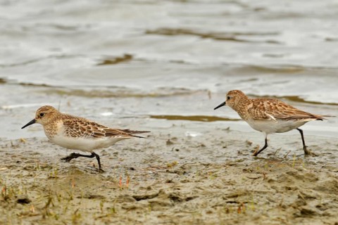 Least Sandpiper
