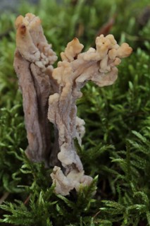 Wrinkled grey coral