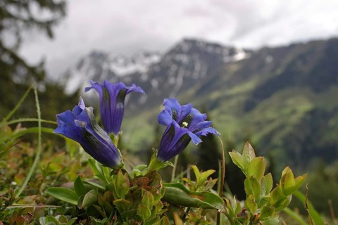 Stemless gentian