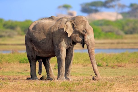 Asian sri lankan elephant