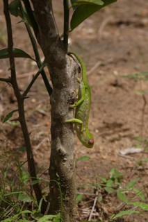 Antimena chameleon