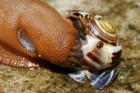 Red slug