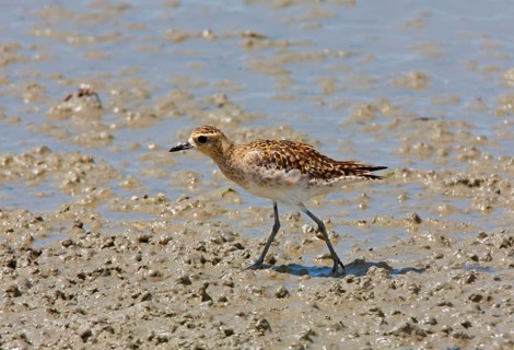 Pacific golden plover