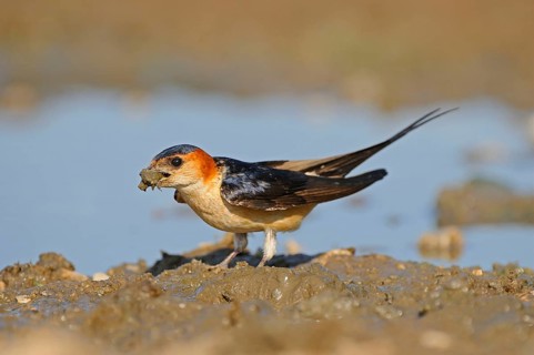 Red-rumped swallow